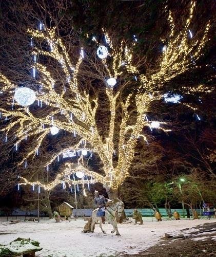 Назвали кращі ялинки України