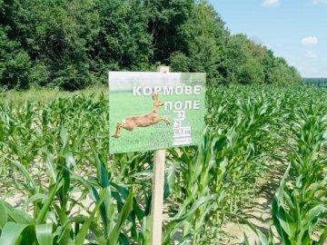 У держлісгоспах Волині створили понад 200 га кормових полів для підгодівлі диких звірів.ФОТО
