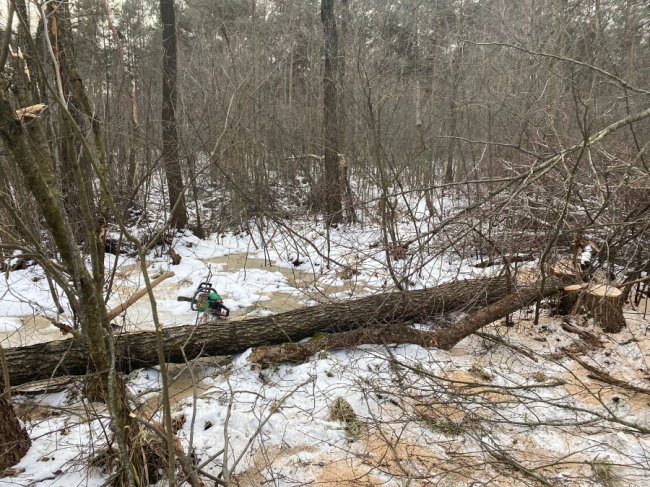 Затримали волинян, які незаконно вирубували дерева у прикордонні. ФОТО