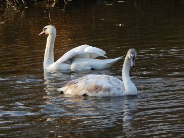 У луцькому зоопарку поселилися лебеді-знайди. ФОТО