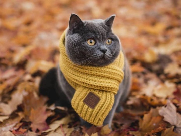 Погода в Луцьку та Волинській області на завтра, 9 листопада