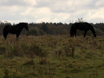 Давно забутий Трохимбрід на світлинах волинського фотографа