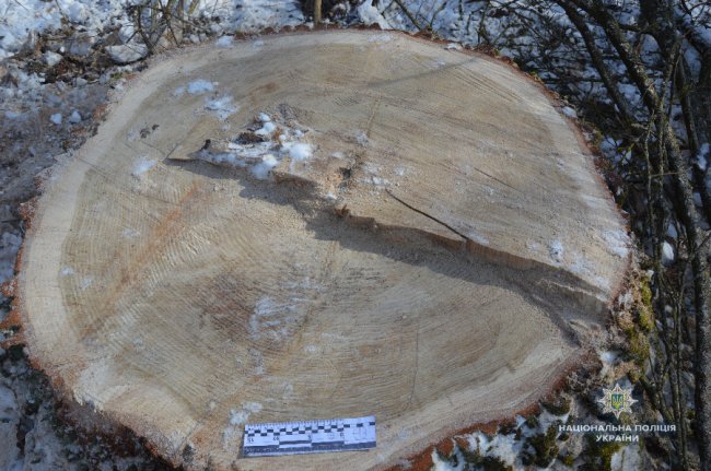Поліцейські зловили волинянина, який незаконно зрізав дуби