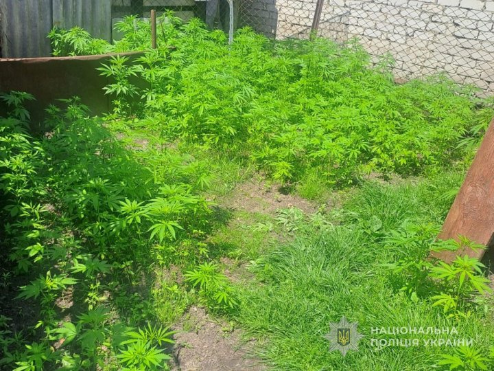 У Ковелі ліквідували підпільне виробництво канабісу