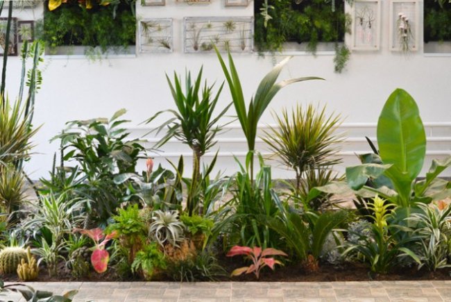 Бананове дерево, екзотичні пальми, фікуси, маракуї: у волинській школі учні створили зимовий сад. ФОТО