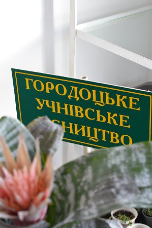 Бананове дерево, екзотичні пальми, фікуси, маракуї: у волинській школі учні створили зимовий сад. ФОТО