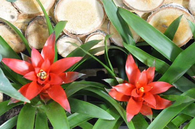 Бананове дерево, екзотичні пальми, фікуси, маракуї: у волинській школі учні створили зимовий сад. ФОТО