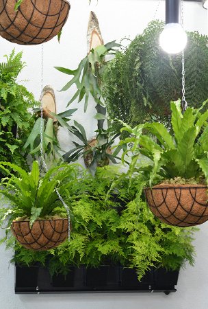 Бананове дерево, екзотичні пальми, фікуси, маракуї: у волинській школі учні створили зимовий сад. ФОТО