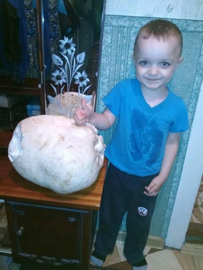 У селі на Волині знайшли гриба-гіганта. ФОТО