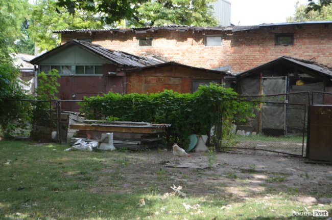 Тушки ворон і курячий послід: лучанин нарікає на безлад поблизу гуртожитків. ФОТО