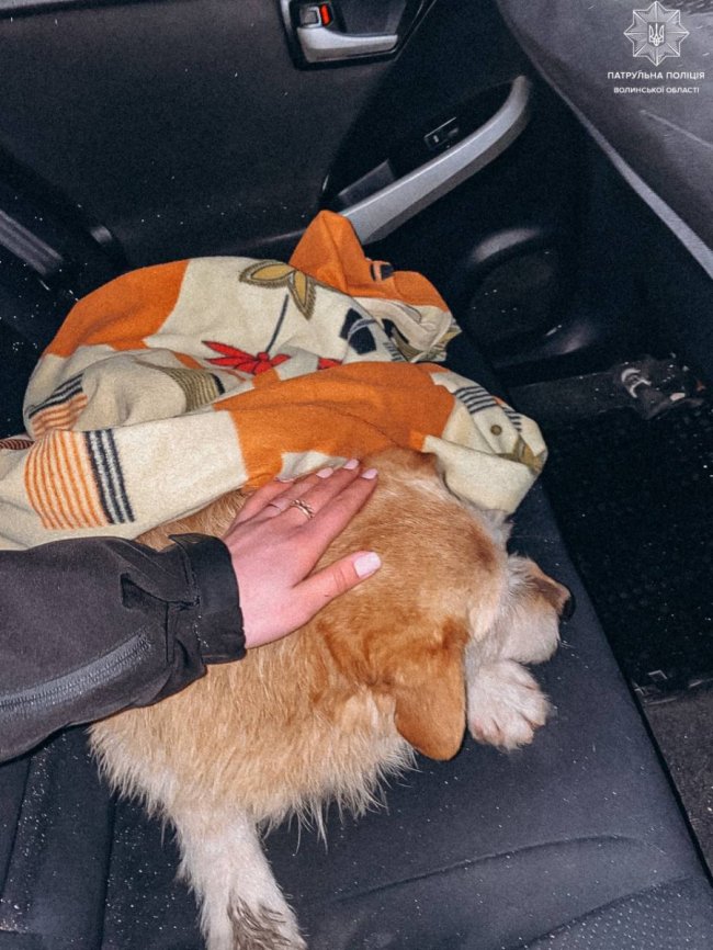 У Луцьку патрульні допомогли травмованому песику