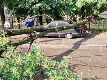 У Луцьку сильний вітер повалив дерево на припарковане авто