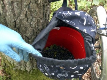 Не лякають комарі та низькі ціни: на Волині триває чорничний сезон. ВІДЕО