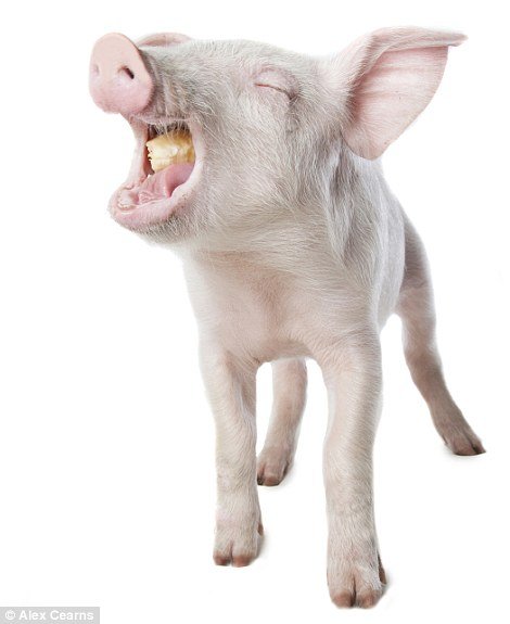 Позитивні тваринки. ФОТО