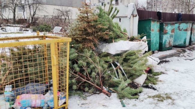 Як тепер утилізувати новорічні дерева жителям волинського міста. ВІДЕО