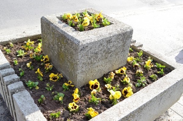 Як заквітчують центральну площу Луцька. ФОТО