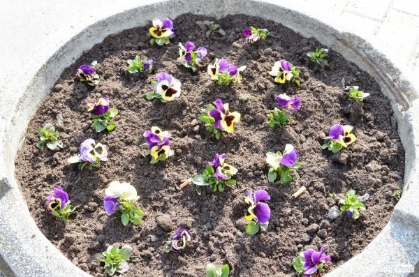 Як заквітчують центральну площу Луцька. ФОТО