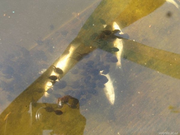 Озеро з «Лісової пісні» рятуватимуть товстолобики