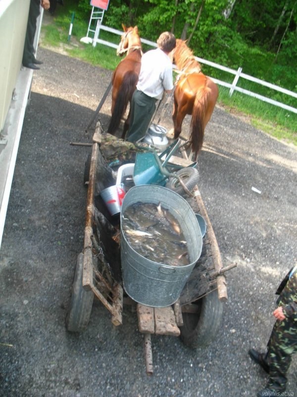 Озеро з «Лісової пісні» рятуватимуть товстолобики