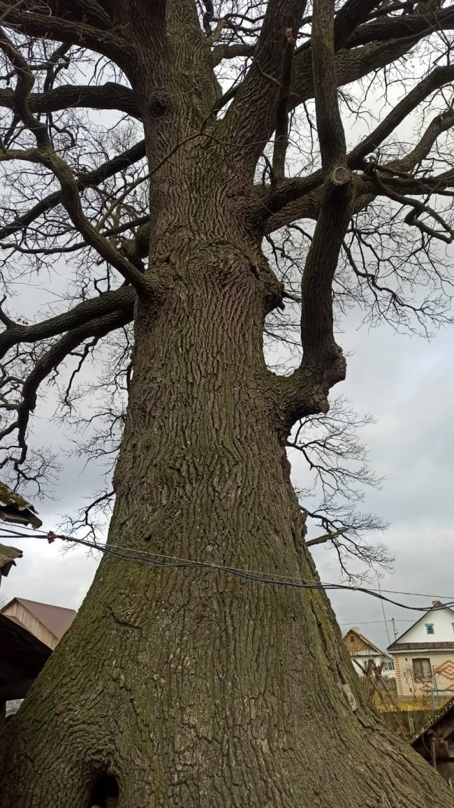 На Волині ростуть дуби-велетні, яким  700-800 років. ФОТО