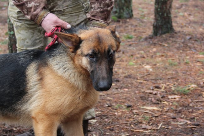 У волинській теробороні служить вівчарка, яка ходить у наряди. ФОТО