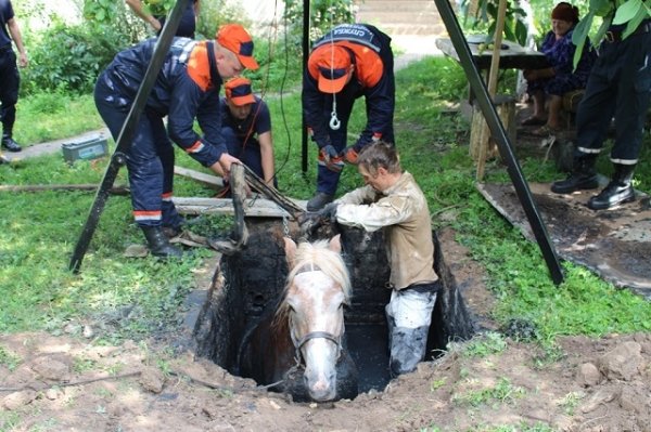 На Рівненщині кобила втрапила у глибоку яму. ФОТО