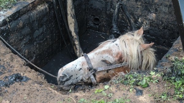 На Рівненщині кобила втрапила у глибоку яму. ФОТО
