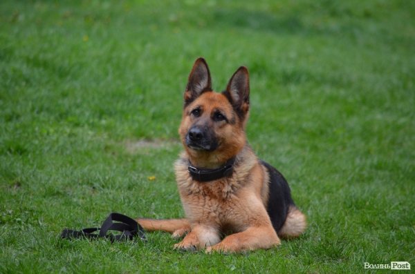 Як живуть та тренуються службові собаки. ФОТО