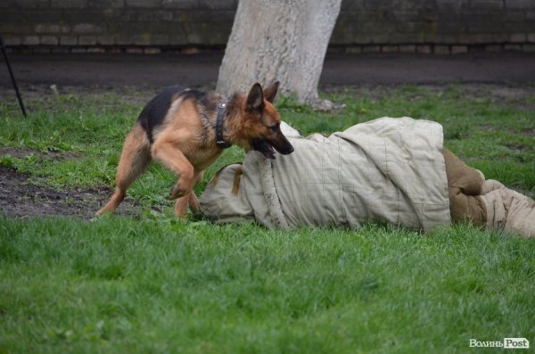 Як живуть та тренуються службові собаки. ФОТО