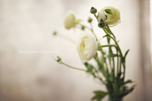 Фотовиставка Ірини Гуртовенко