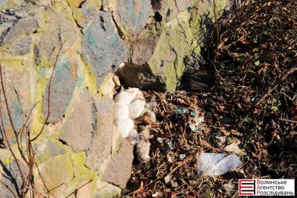 У Луцьку поліція ловила щурів. ФОТО