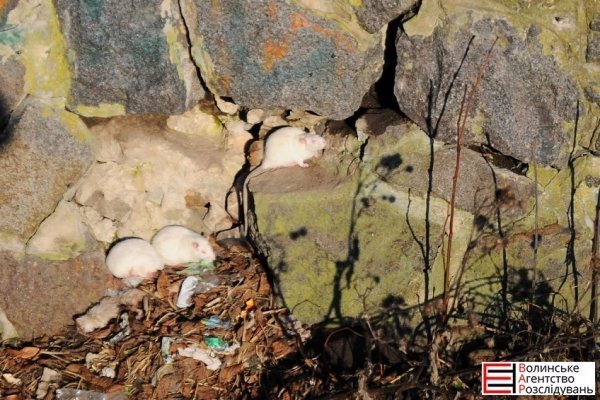 У Луцьку поліція ловила щурів. ФОТО