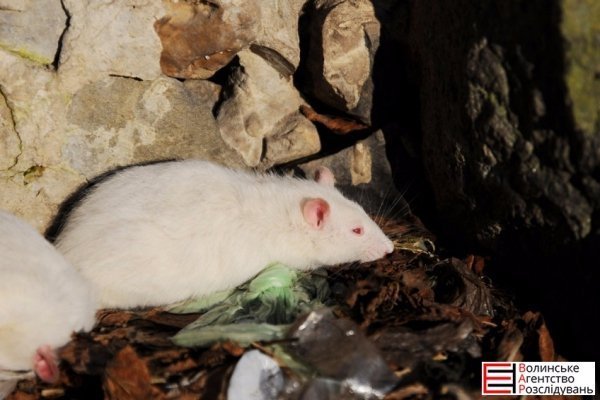 У Луцьку поліція ловила щурів. ФОТО