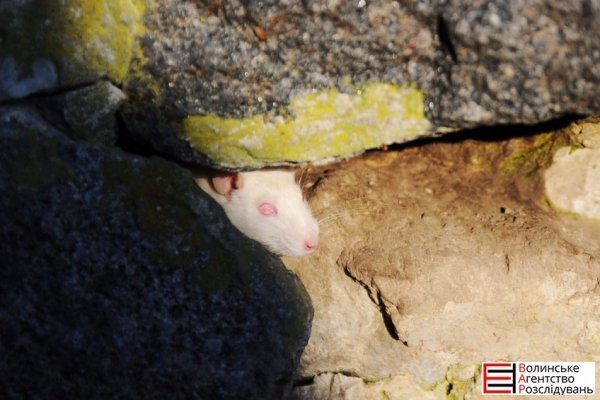 У Луцьку поліція ловила щурів. ФОТО