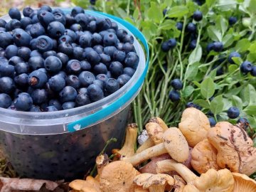 У районі на Волині обговорили заготівлю ягід та грибів: на що слід звернути увагу