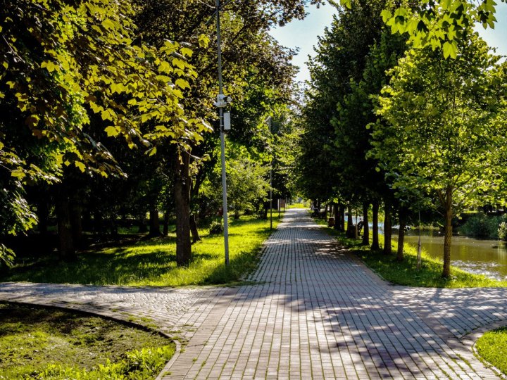 У Луцьку зріжуть понад 100 аварійних дерев у заповідних зонах
