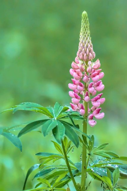 Романтика Луцька: фото, які «зробили день»