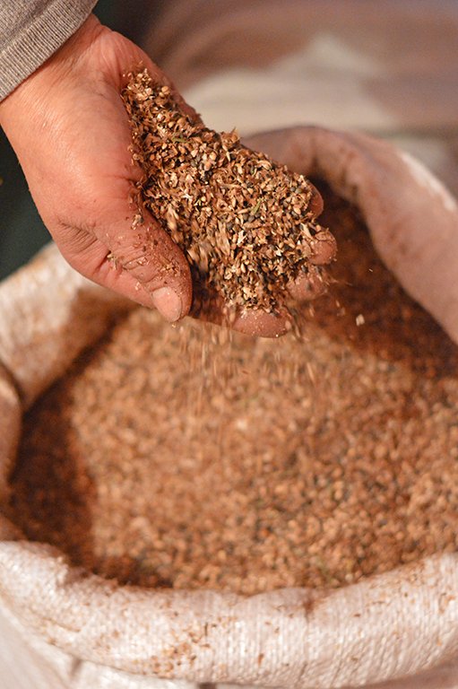 Із однієї шишки – 5 сосен: як на Волині заготовляють майбутній ліс 