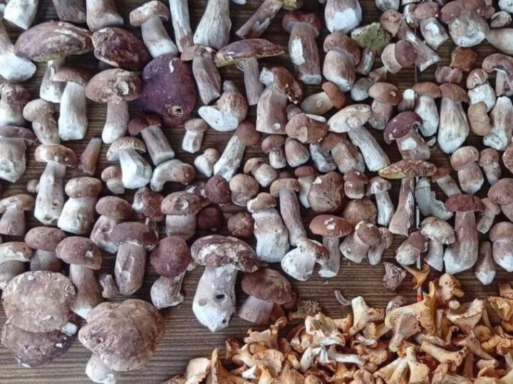 Перший похід до лісу: волинянка знайшла понад 200 білих грибів. ФОТО