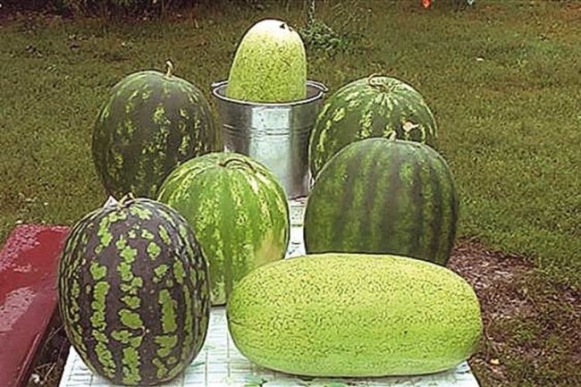 Волинянин вже 15 років вирощує кавуни