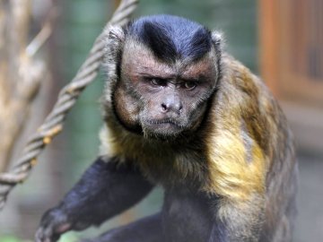 Ліниві леви і грайливі мавпочки: яскраві фото з Луцького зоопарку