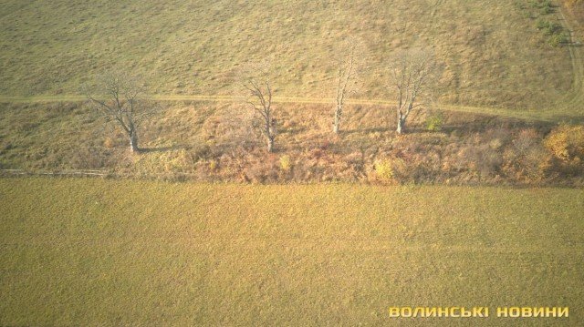 «Цуманська пуща» не гірша за Єллоустоун: захоплюючі кадри волинського нацпарку