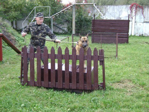 Ковельські кінологи визнані найкращими в Україні 