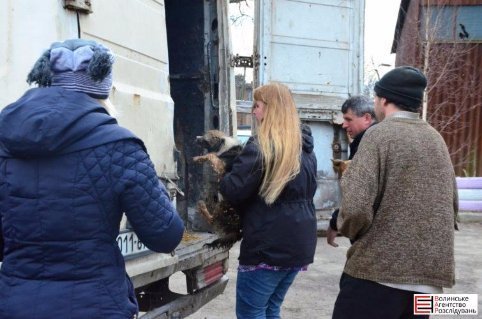 У Луцьку не дорахувалися собак, яких привезли на «Ласку» з Львівщини