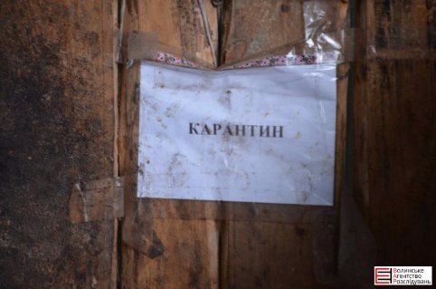 У Луцьку не дорахувалися собак, яких привезли на «Ласку» з Львівщини