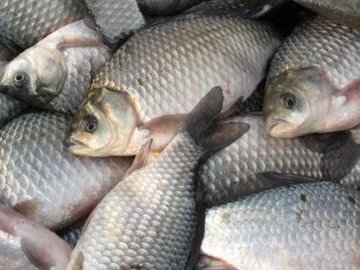 Незаконно наловили риби на 3 000 гривень