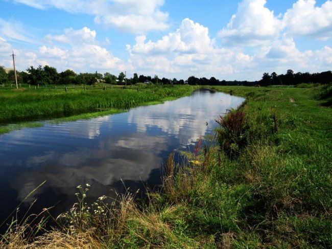 Черепахи, лебеді, лелеки: краса Цуманської пущі. ФОТО