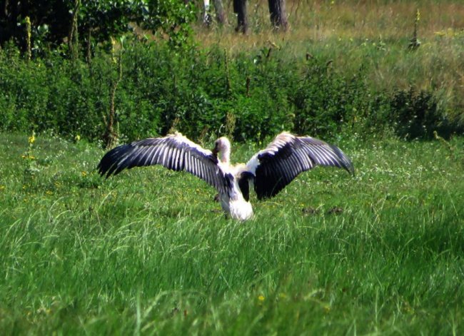 Черепахи, лебеді, лелеки: краса Цуманської пущі. ФОТО