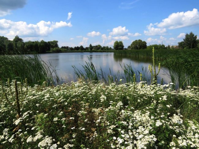 Черепахи, лебеді, лелеки: краса Цуманської пущі. ФОТО