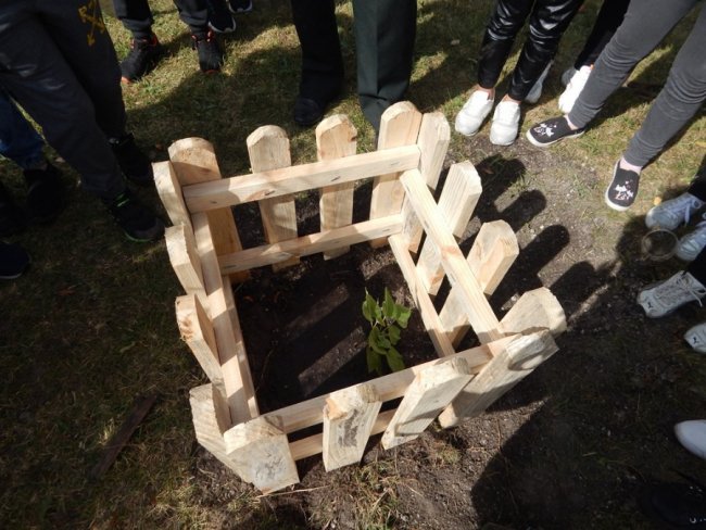 Зростаємо разом: на Волині учні висадили дерева на території школи. ФОТО